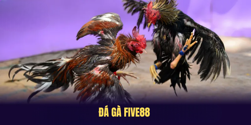 Đá Gà FIVE88 – Đảm Bảo Trải Nghiệm Chơi Sống Động, An Toàn